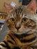 CatWhisper118 的會員頭像