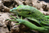 reptile727 的會員頭像