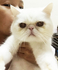 yoshean1986 的會員頭像