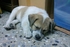 TC7122 的會員頭像