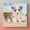 papadog9816 的會員頭像