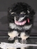 Teddypoodle 的會員頭像