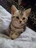 Nico1230 的會員頭像