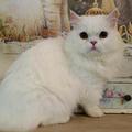 springpet 的會員頭像