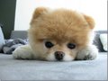 吉納 的會員頭像