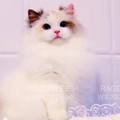 babycat 的會員頭像