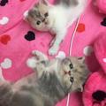 甜妹兒 的會員頭像