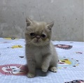 妮妮貓舍 的會員頭像