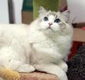 joycat 的會員頭像