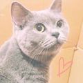 Schatz Cat 的會員頭像