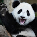 Panda Uber 的會員頭像