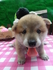 baobaopet 的會員頭像