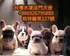 水漾犬舍 的會員頭像