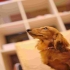puppy6300 的會員頭像