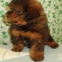 lovedogs3838 的會員頭像