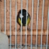 野鳥園 的會員頭像