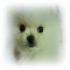 petpoodle 的會員頭像