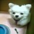 dog1120 的會員頭像