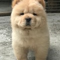 經典寵物 的會員頭像
