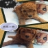 pofu 的會員頭像