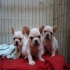 jun frenchbulldog 的會員頭像