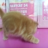 ccat 的會員頭像