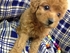 dogpet168 的會員頭像