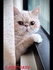 LADYCAT 的會員頭像