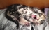 catmomope 的會員頭像