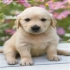 hi_snoopy_dog 的會員頭像