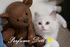 Perfume Cat 的會員頭像
