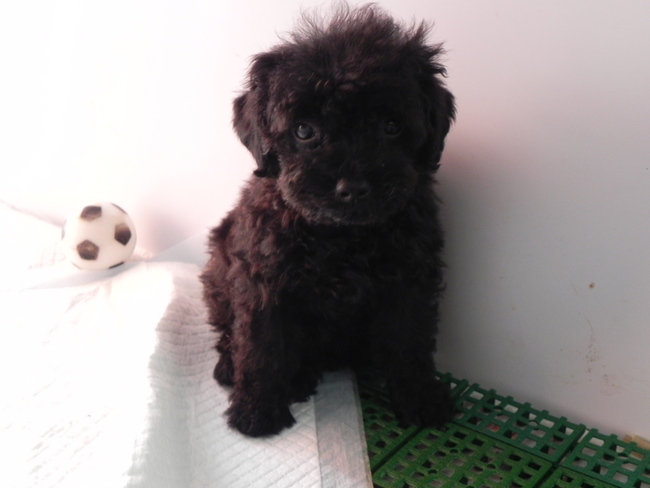超可愛迷妳黑貴賓泰迪熊公幼犬 歡迎西門町捷運6號出口看狗 活潑 健康 超活力哦 賣黑貴賓寵寵微積 寵物買賣 寵物論壇