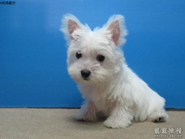 西高地白梗幼犬母出售 賣西高地白梗寵寵微積 寵物買賣 寵物論壇