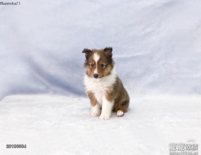 快樂狗幼犬生活館 精挑嚴選 稀有頂級整圈領巾超水頭花正大理石藍眼喜樂蒂幼犬 Shetland Sheepdog Shelti Baby For Sale 賣喜樂蒂寵寵微積 寵物買賣 寵物論壇