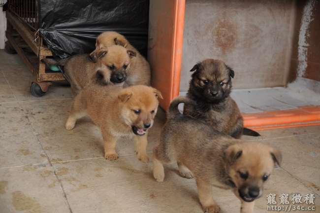 送養4隻柴犬 狐狸犬配種生的小狗 已全數送養 謝謝 認養柴犬送養寵寵微積 寵物認養 寵物論壇