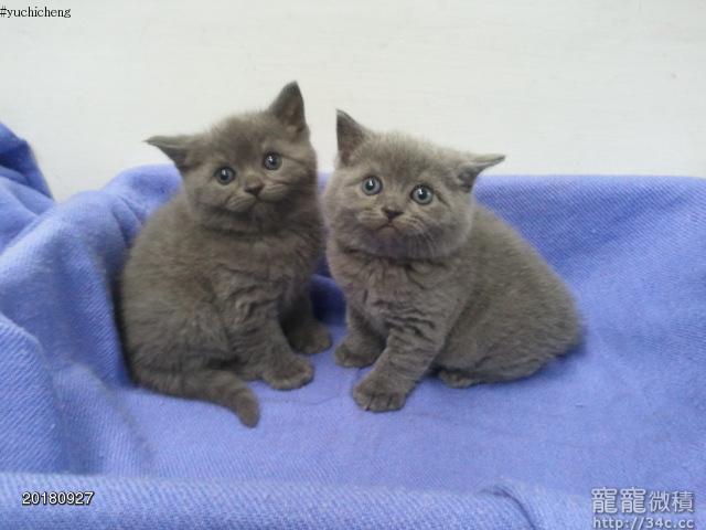 萌*英短藍貓幼貓!,賣英國短毛貓寵寵微積-寵物買賣-寵物論壇