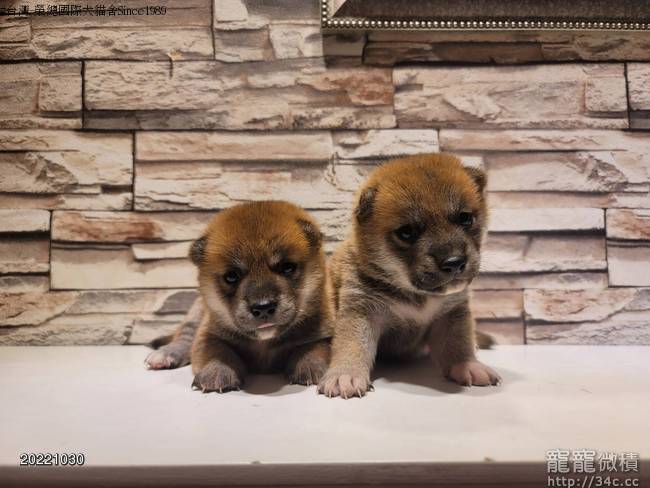 22 10 29日本豆柴 標柴專業培育中心 自家精緻培育照顧 歡迎預約賞柴 賣柴犬寵寵微積 寵物買賣 寵物論壇 22 10 29日本豆柴 標柴專業培育中心 自家精緻培育照顧 歡迎預約賞柴 賣柴犬寵寵微積 寵物買賣 寵物論壇