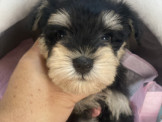 日系超優質雪納瑞弟弟妹妹來嚕 優美犬舍 買狗純種專業犬舍