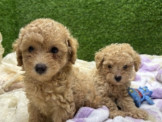 彰化專業貴賓犬舍歡迎預約聯絡電話：0987046707