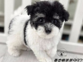 爆毛 大眼 泰迪熊 黑白花弟弟 幽靈花弟弟妹妹