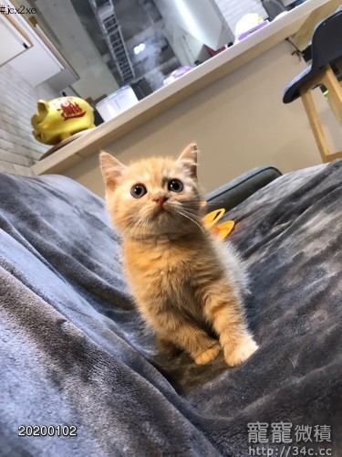超可愛橘色奶油色英短弟弟 賣英國短毛貓寵寵微積 寵物買賣 寵物論壇