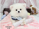 頂級狐狸博美寶寶 (可刷卡 可分期)