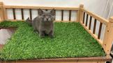 曼斥肯幼貓
