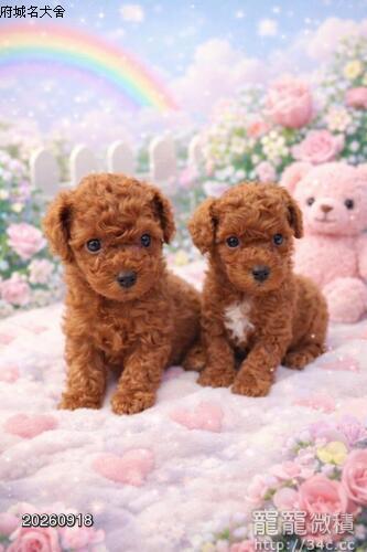 府城名犬舍 泰迪熊 馬爾泰迪