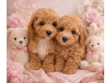 府城名犬舍 泰迪熊 馬爾泰迪