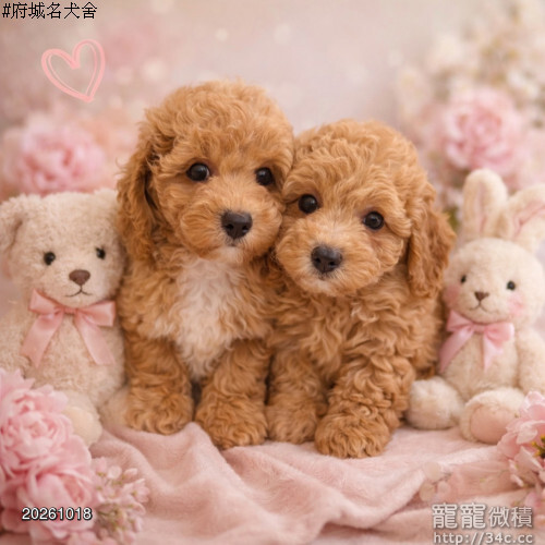 府城名犬舍 泰迪熊 馬爾泰迪