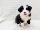 泰迪幼犬寵物犬舍❤️頂級各色邊境牧羊犬幼犬