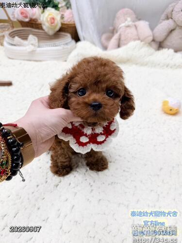 泰迪幼犬寵物犬舍❤️泰迪各色貴賓幼犬