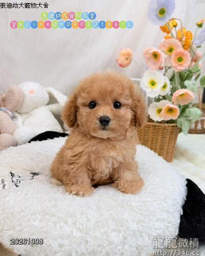 泰迪幼犬寵物犬舍❤️泰迪各色貴賓幼犬