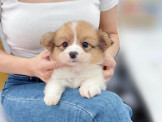 泰迪幼犬寵物犬舍❤️頂級各色柯基幼犬